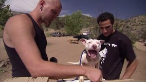 Pit Bulls and Parolees Devastation