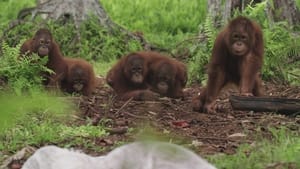 Orangutan Jungle School Handle With Care