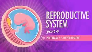 Crash Course Anatomy & Physiology Reproductive System, Part 4 - Pregnancy & Development