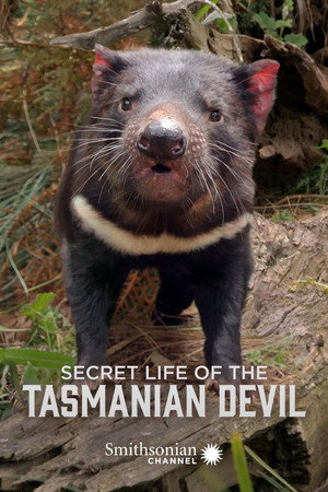 Secret Life Of The Tasmanian Devil