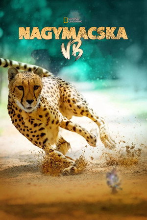 Big Cat Games 10