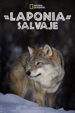 Poster Wild Lapland 2020