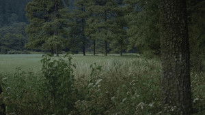 Para atrapar el viento