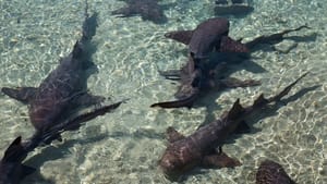 Shark Attack Files Sharks Gone Rogue
