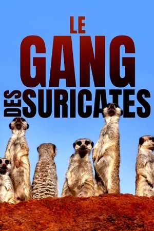 Image Le gang des suricates