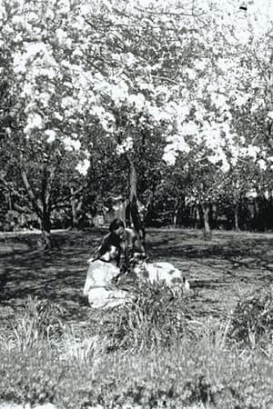 Image Sommerspøg og Rævestreger