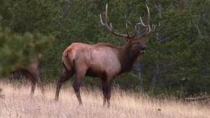 Yellowstone Wardens Protecting Montana's Wild
