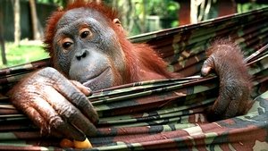 Orangutan Diary Episode 3