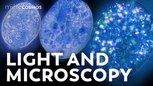 Microbes Don’t Actually Look Like Anything still
