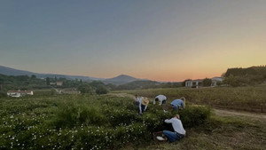 Fleurs à parfum, retour en Grasse