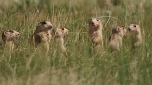 Prairie Dog Manor Homeward Bound