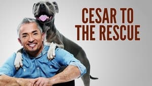 poster Cesar 911