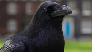 David Attenborough’s Natural Curiosities: 3×2