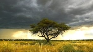 O Ano Selvagem da África: 1×4