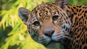 72 Animales Peligrosos: América Latina Temporada 1 Capitulo 1
