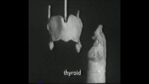 Voice Production: The Vibrating Larynx