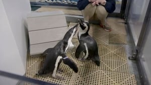 The Aquarium Penguins in Love