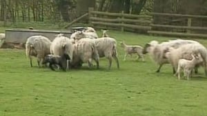 Teletubbies Lambs