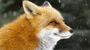Nature Fox Tales
