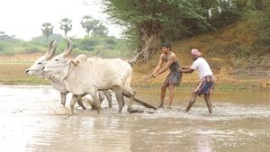 Bison: Kaalamaadan (2025) [Hindi + Tamil]
