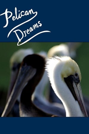 Poster Pelican Dreams 2014