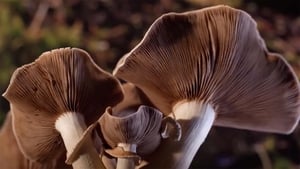 Fantastic Fungi (Hongos fantásticos)