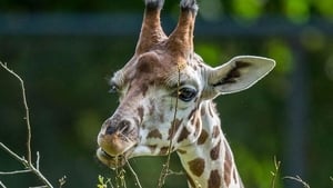 Maman girafe film complet