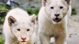 La terre des lionnes blanches