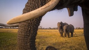 Into the Okavango