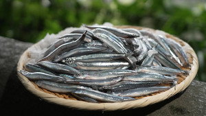 Kibinago
