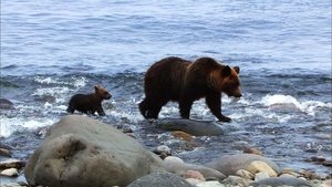 Wild Hokkaido! Shiretoko, Brown Bears of the Shore