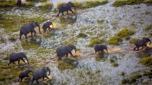 Into the Okavango