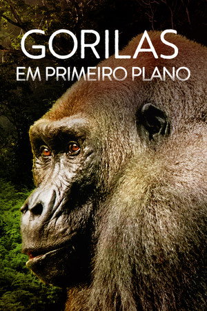 Gorillas Close Up 18