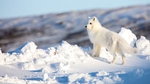 Incredible Animal Journeys