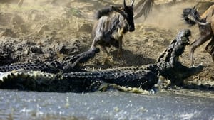 La Vie privée des crocodiles