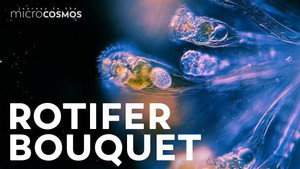 These Rotifers Glue Themselves Together still
