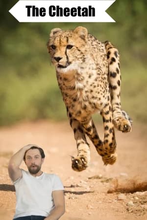 The Cheetah stream