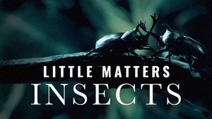 Little Matters: Insects