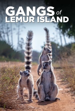 Image Gangs of Lemur Island