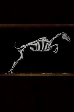 Poster Skeleton of Horse 1881