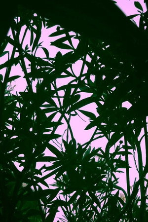 This Simple Beautiful World (2025)