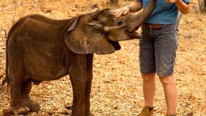 Namibia, Sanctuary of Giants