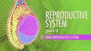 Crash Course Anatomy & Physiology Reproductive System, Part 2 - Male Reproductive System