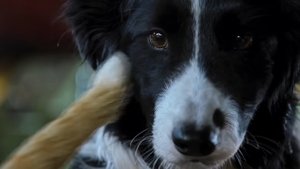 Cats & Dogs 3: Paws Unite (2020)