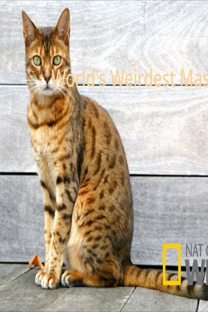 World's Weirdest Masters