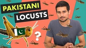 Locust Attack in India