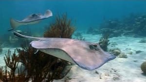 Wild Caribbean Reefs and Wrecks