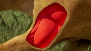 Predator v Prey 1×1 – Lion