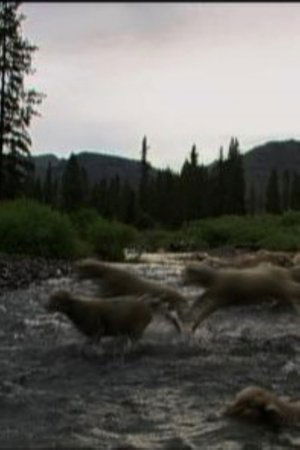 Image Hell Roaring Creek