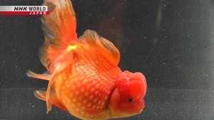 Image Goldfish